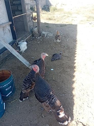 quş: Hind quşları satılır 1 erkey 2 dişi — 1