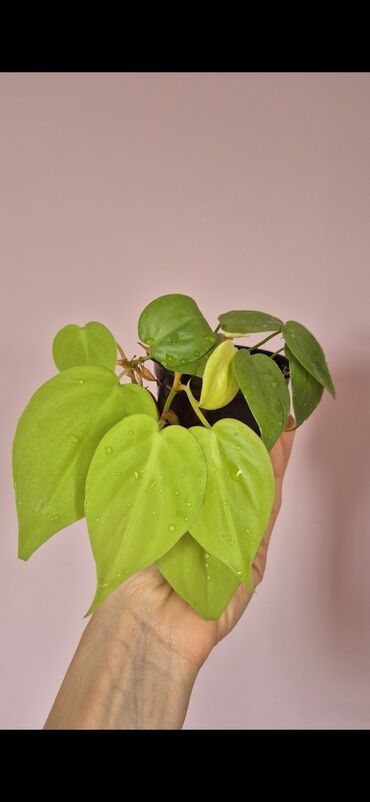 göy daş satışı: Philodendron lemon lime sarmaşıgı. Neon rengde yarpaqları olur