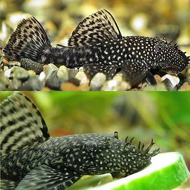 boyuk akvarium: Ansistrus, Sülhsevər, Pulsuz çatdırılma — 1