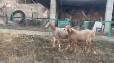 показы 1 354 72 договорная кошка даром британская короткошёрстная 1 год мальчик метис 2 позвонить написать: Продаю | Овца (самка), Ягненок | Арашан | Для разведения | Ярка