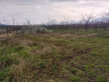 Kirayə torpaq sahələri: Kənd təsərrüfatı — 26