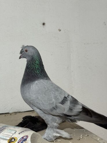 феникс бишкек: Продам двух самцов