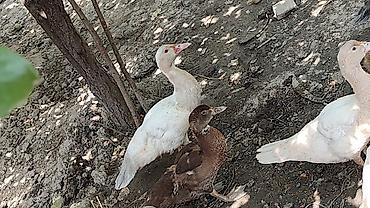 tap az goyercin satisi: SALAM MACAR LAVANDA MİRVARİ KRASNADAR CİNS LAL ÖRDƏKLƏR SATILIR QİYMƏT — 5