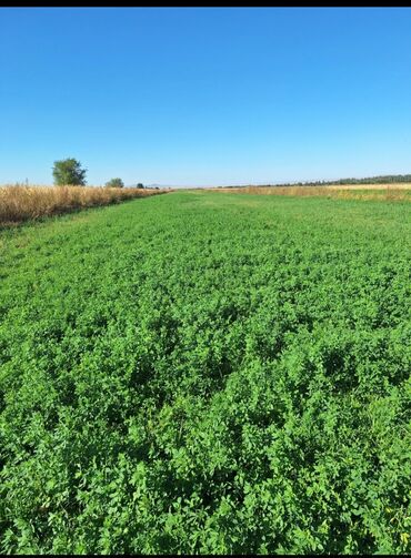 продаю связи с переездом: 20 гектар бедеси менен жер арендага берилет ! Московский район