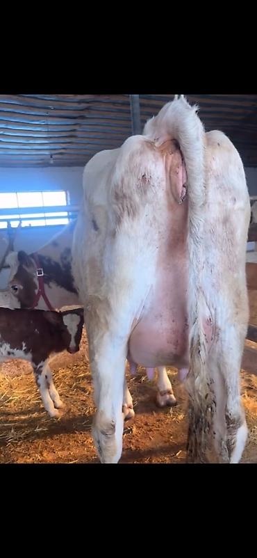 Inəklər, öküzlər: Südlük inək və buzov - Cins: alaca (şəkillərdə qırmızı-alaca rəngli) — 4