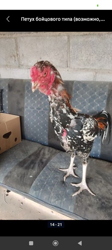 машины на продажу бишкек: Продаю | Куры