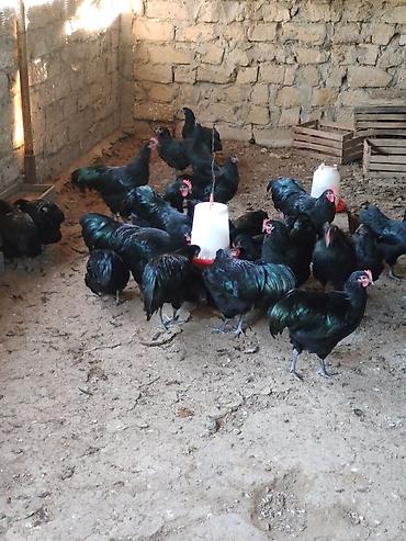 Toyuqlar: Toyuq, Australorp, Yumurtalıq — 9
