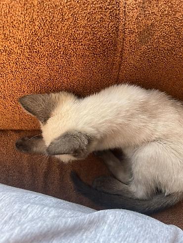 котята простые: Котёнок колор‑пойнт (сиамский тип) - Окрас: светлый корпус с тёмными — 2