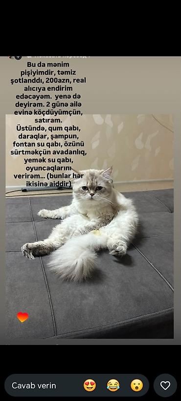 Şotland, Dişi