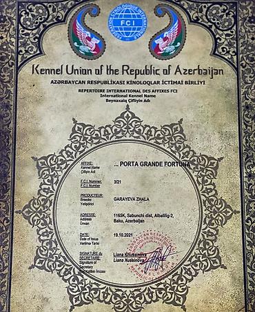 qarğa balası: Kane-Korso, 1 ay, Erkək — 8