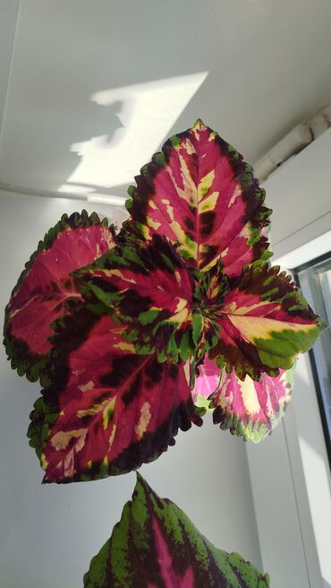 Герани и пеларгонии: Колеус (плектрантус скумариновый) с эффектной вариегатной листвой — 11