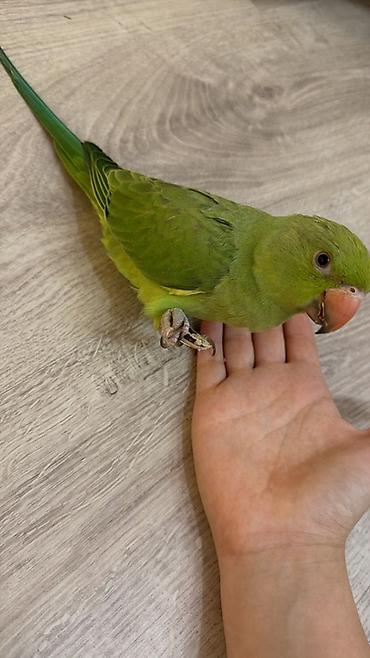 Tutuquşları: Növ: Ojereloviy papuqayı (psittacula – yaşılımtıl bədən, uzun quyruq — 2