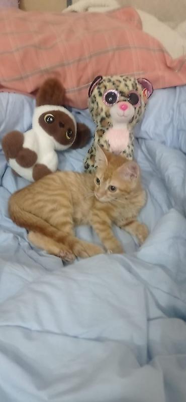 кошку: Отдаю котенка в добрые руки. Мальчик, ему три месяца. привит — 2