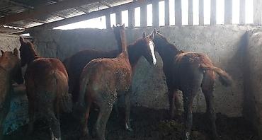 Лошади, кони: Продаю | Жеребенок | Дончак | Для разведения | Племенные — 9