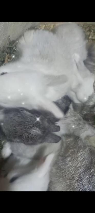 Dovşanlar: Cins ve yerli dovşan balalari. Böyuyen ve boyumeyen. Tek ve top — 7