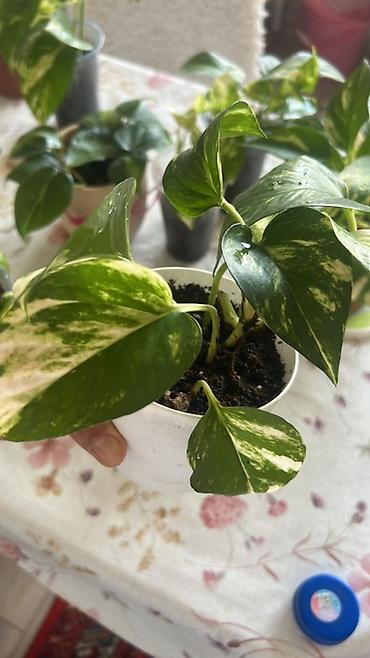 Эпипремнумы и сциндапсусы: Эпипремнум (Pothos) пестролистный — комнатное ампельное растение с — 12