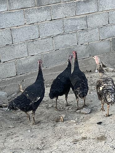 Птицы: Самки и самцы — 9