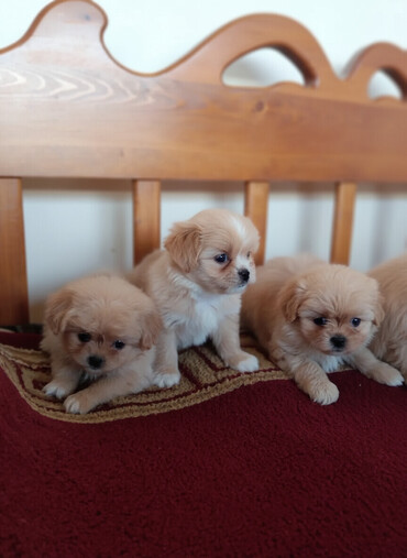 İtlər: Pekines — 5