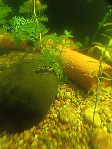 Аквариумы: Продаю аквариум 400 литров со всем содержимым ( фильтр грунт декорации — 7