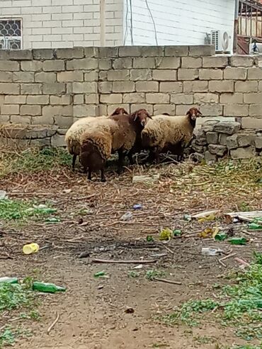 французский бульдог бишкек: Самец, лет: 2, 120 кг, Для разведения