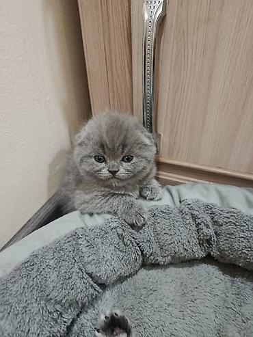 Мышыктар: ГОТОВЯТСЯ К ПРОДАЖЕ Шотландские котята 1 месяц (Scottish Fold/Scottish — 1