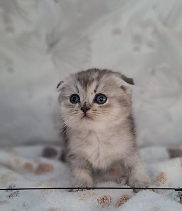 Продажа кошек: Скотиш Фолд (Шотландская вислоухая), 2 месяца, Мальчик, Приучена к лотку, Проглистована — 1