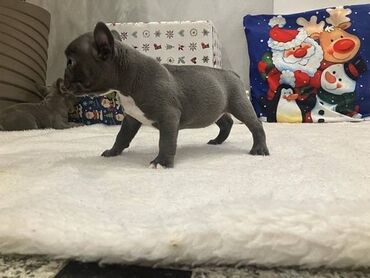 Psi: Francuski buldog štenci plave boje. Vakcinisani, spremni za novi dom na lalafo.rs — 1 Psi: Francuski buldog štenci plave boje. Vakcinisani, spremni za novi dom — 1