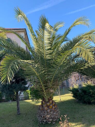 Şitillər: Dekarativ agaclarin satisi — 14