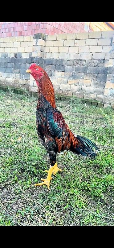 Xoruz, Heyratı, il: <1, Ünvandan götürmə, Ödənişli çatdırılma