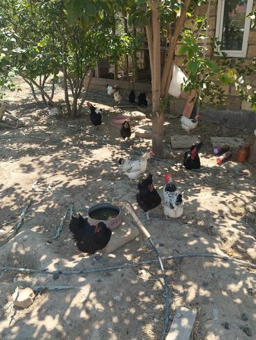 yerli cins inekler: Toyuq, Yumurtalıq, Ünvandan götürmə