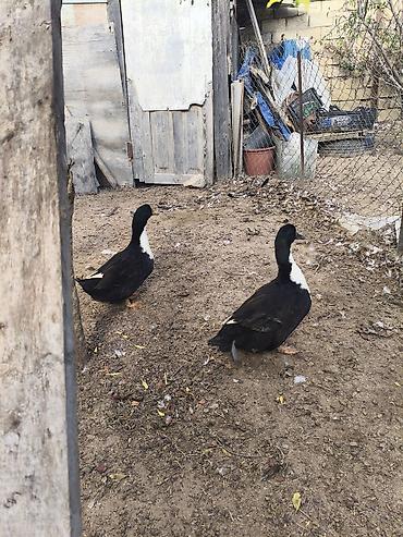 yasil bas ordek: Salam 2 cüt yaşıl baş ördey 1 ilik ve yanında 2 cinsin qarışıqı ördey — 5
