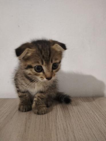 каракол кошка: Скотиш Фолд (Шотландиялык шалпаң кулак), 2 айлык, Ургаачы — 4