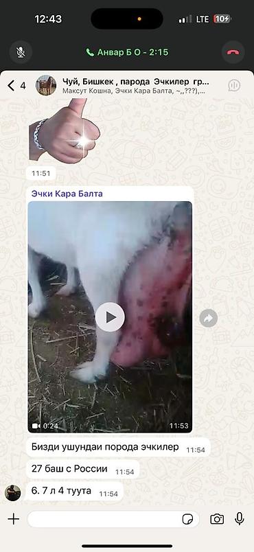 Козы, козлы: Продаю | Козлёнок | Для разведения — 19