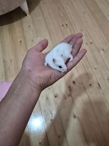 xoruz satlir: Hamster Satilir qefes qarisig 25azn — 1