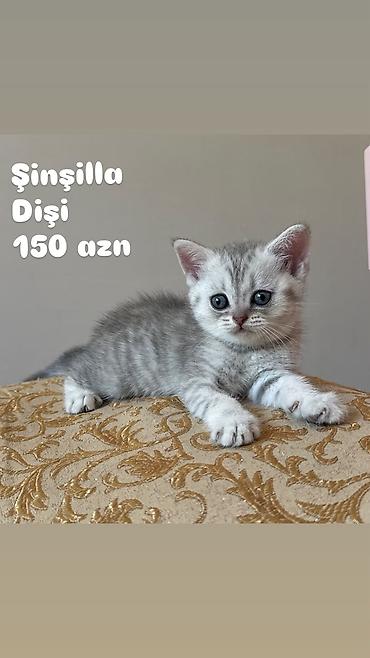 шиншилла кошка цена: Шиншилла, Самка — 5