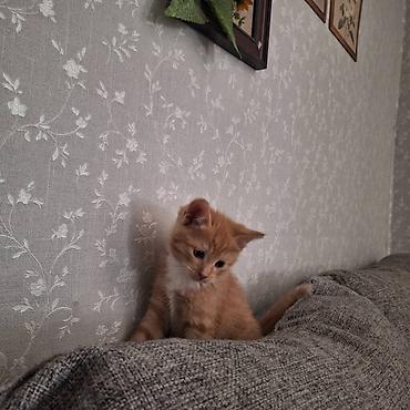 барханный кот купить: Котята, домашние, окрас: - рыжий табби с белой грудкой и животиком - — 4