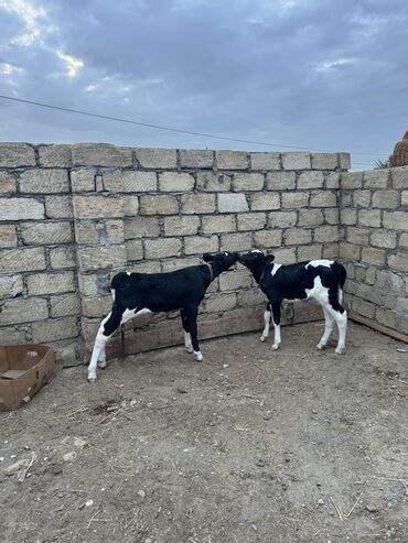 it qiymeti: Iki baş erkek dana satılır. 1 aylıq danalardırlar. Yem,ot yeyirlər