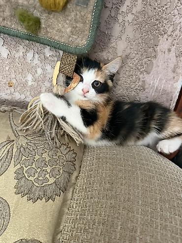 бесплатные кошки: ОТДАМ ДАРОМ домашних котят мальчик и девочка. Один котенок вислоухой — 9