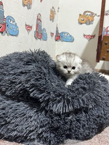 Pişiklər: Britan — 13