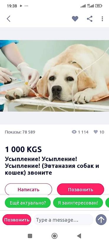 Усыпление домашних животных (собак и кошек). - Гуманная эвтаназия по