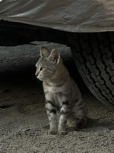 сервал кошка: Отдадим в хорошие руки. Котёнок, короткошёрстный, тигровый окрас — 2