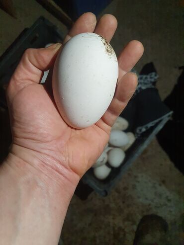 qaz yumurtasi satisi: Erkək, | Linda, Yumurtalıq, Ünvandan götürmə, Ödənişli çatdırılma
