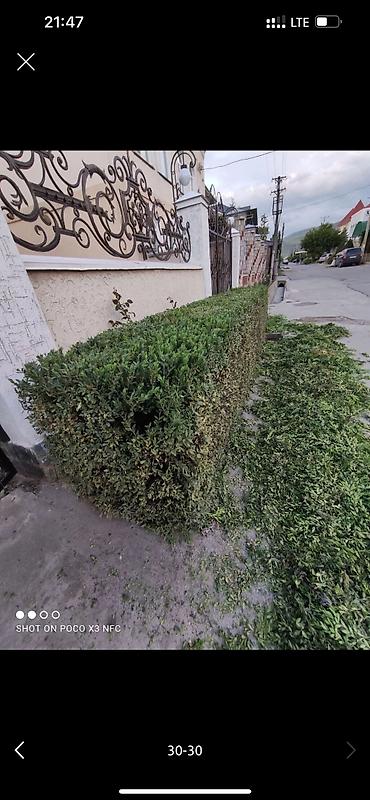 Дворники, садовники: 🌱Я Садовник Стрижка Живой изгородь,самшит,Туи,хвойные растения, Я — 29