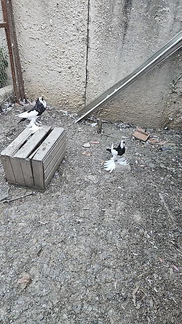 ördək balası və cücə: Xamilyon qara pomerianlar həm beli həm quyruqlari parıltılı qaradır — 5