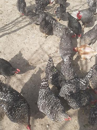 Toyuqlar: Toyuq, Damazlıq -da lalafo.az — 3 Toyuqlar: Toyuq, Damazlıq — 3