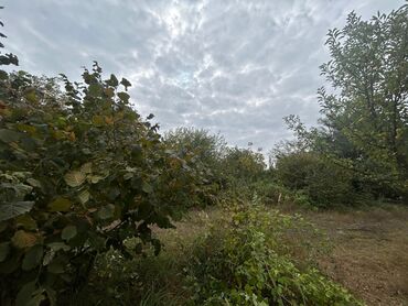 Torpaq sahələrinin satışı: 110 sot, Tikinti — 10