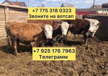 вещи из кореи: Продаю | Музоо, торпок, Корова (самка), Бык (самец) | Айрширская