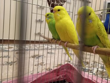 Tutuquşları: Çex tutuquşu balaları satılır 2 aylıqdırlar 3-ü birlikdə 56 manat — 12