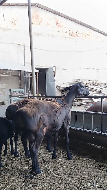 Продаю | Овца (самка) | Для разведения | Матка at lalafo.kg — 4 Продаю | Овца (самка) | Для разведения | Матка — 4