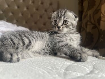 Коты: Продаю игривого котика Шотландский вислоухий 1,5 месяца к лотку
